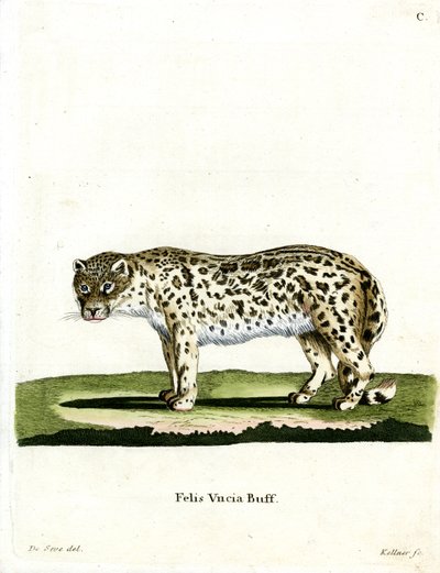 Snow Leopard (renkli gravür) by German School