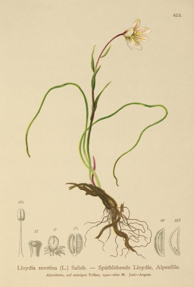 Snowdon Lily (Lloydia serotina, Gagea serotina, Lloydia alpina, Lloydia striata) by German School