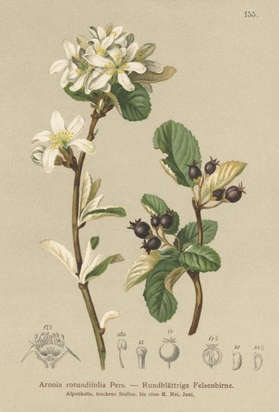 Karlı Mespilus (Aronia rotundifolia, Amelanchier ovalis) by German School