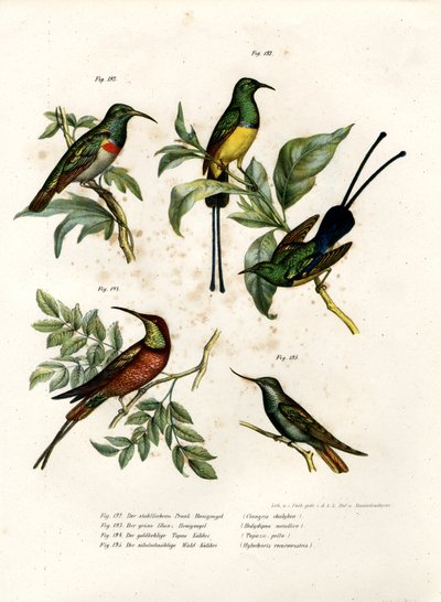 Güney Çift Yakalı Sunbird, 1864 by German School