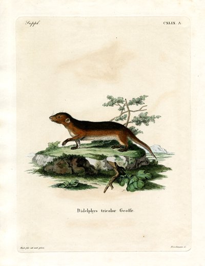 Güney Kırmızı Taraflı Opossum (renkli gravür) by German School