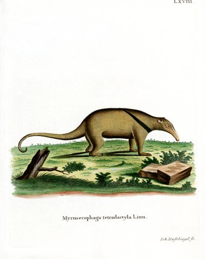 Güney Tamandua (renkli gravür) by German School