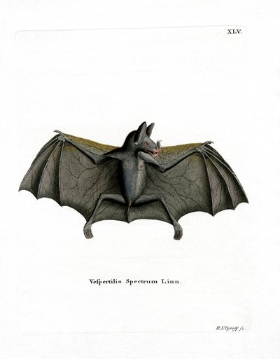 Spectral Bat (renkli gravür) by German School