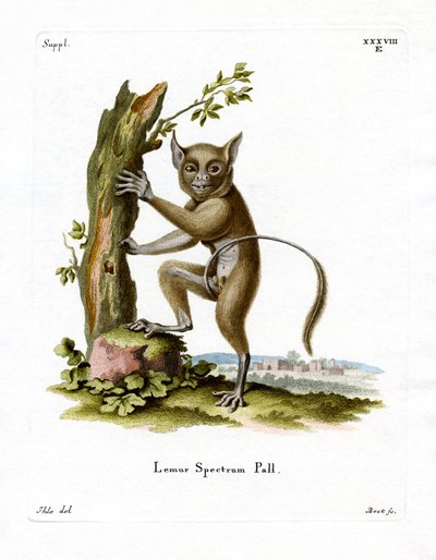 Spectral Tarsier (renkli gravür) by German School