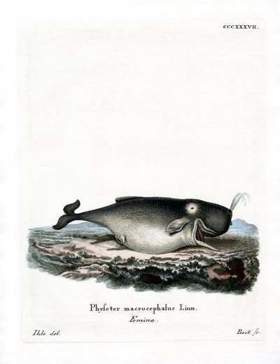 Sperm Balinası (renkli gravür) by German School