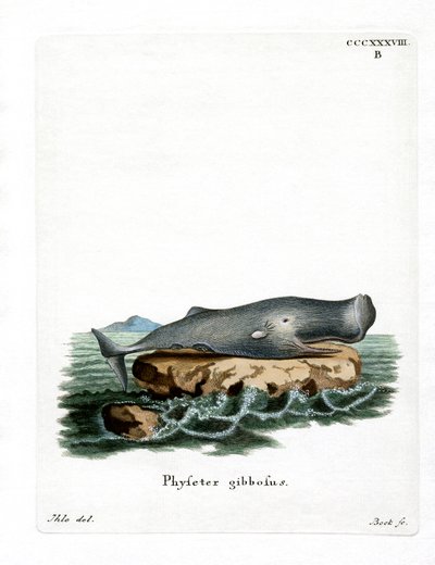 Sperm Balinası (renkli gravür) by German School