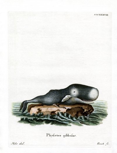 Sperm Balinası (renkli gravür) by German School