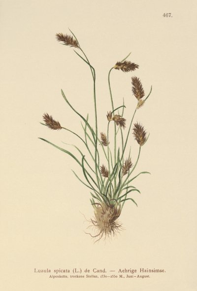 Çivili Odunsuyu (Luzula spicata) by German School