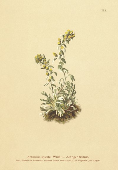 Çivili Pelin (Artemisia spicata, Artemisia bocconei, Artemisia genipi) by German School