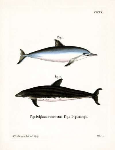 Spinner Dolphin (renkli gravür) by German School