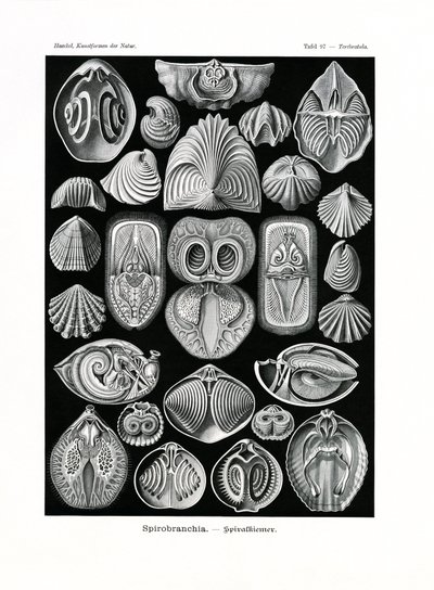 Spirobranchia, 1899-1904 by German School