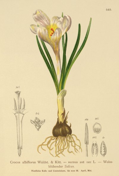 Bahar Çiğdem (Crocus albiflorus, Crocus vernus) by German School