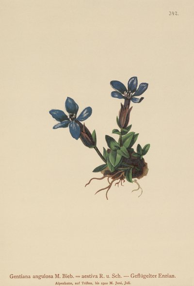 Bahar Gentian (Gentiana verna, Gentiana angulosa, Gentiana aestiva) by German School