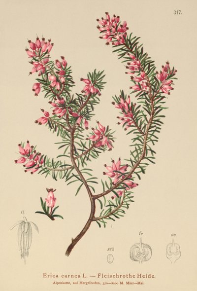 Bahar Çalı (Erica carnea) by German School