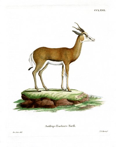 Springbok (renkli gravür) by German School
