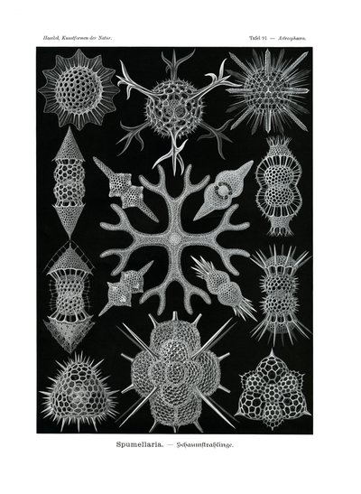 Spumellaria, 1899-1904 by German School