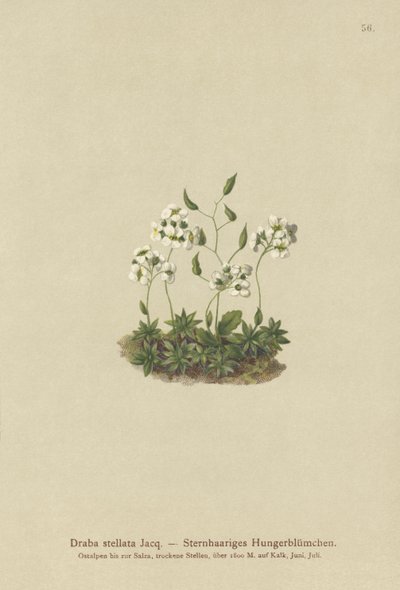 Yıldızlı Whitlow-çim (Draba stellata) by German School