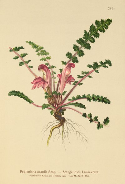 Sapsız Luswort (Pedicularis acaulis) by German School