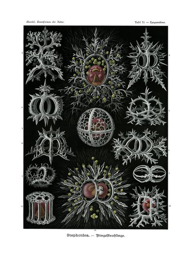Stephoidea, 1899-1904 by German School