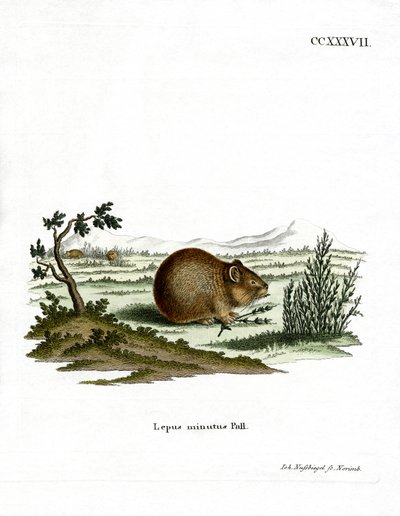 Bozkır Pika (renkli gravür) by German School