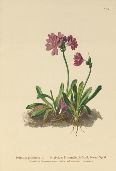 Yapışkan Primrose (Primula glutinosa) by German School