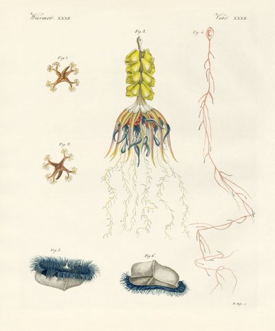 Garip tarak jöleleri (renkli gravür) by German School