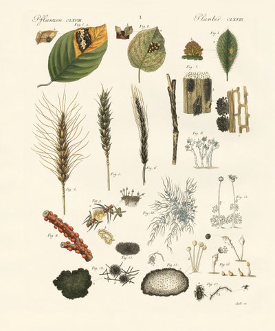 Garip tozlu ve iplik mantarı (renkli gravür) by German School