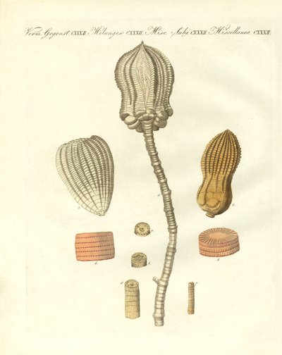 Garip fosilleşmeler (renkli gravür) by German School