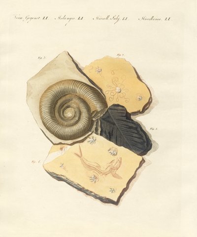 Garip fosilleşmeler (renkli gravür) by German School