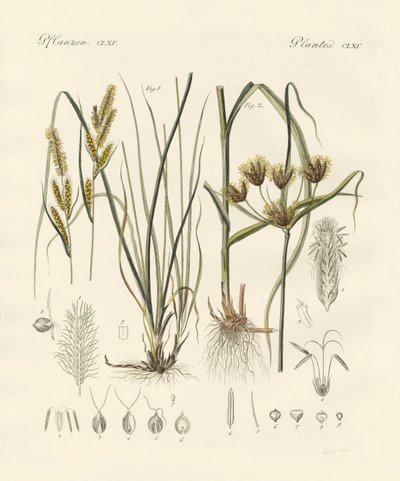 Garip otlar (renkli gravür) by German School