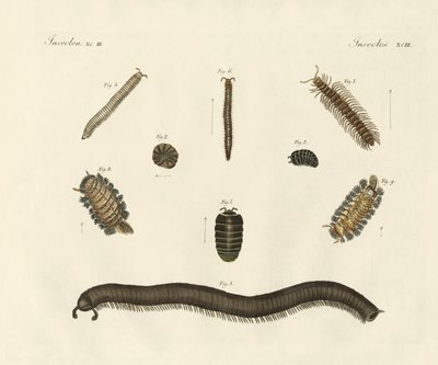 Garip böcekler (renkli gravür) by German School