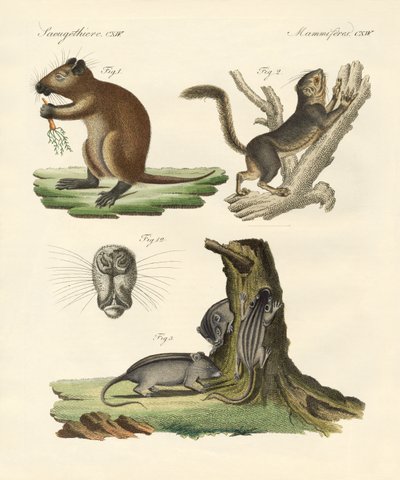Garip memeliler (renkli gravür) by German School