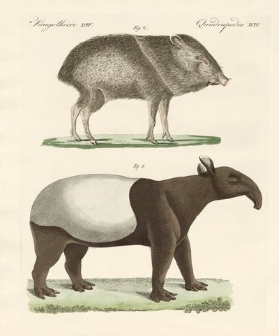 Garip memeliler by German School