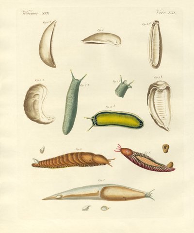 Garip yumuşakçalar (renkli gravür) by German School
