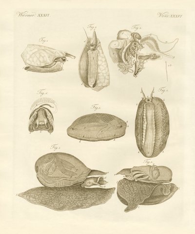 Garip deniz salyangozları (renkli gravür) by German School