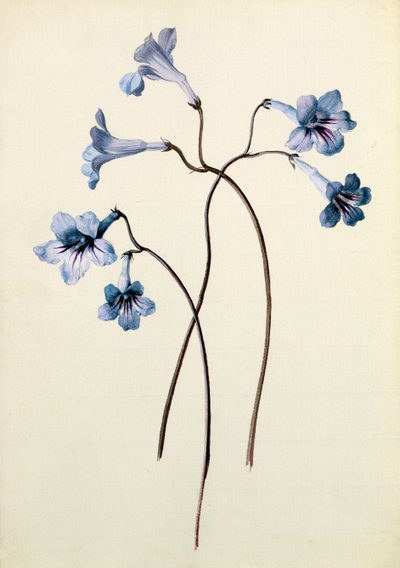 Streptocarpus, c.1790 (kağıt üzerinde wc) by German School