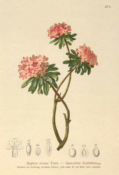 Çizgili Defne (Daphne striata) by German School