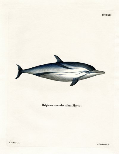 Çizgili Yunus (renkli gravür) by German School