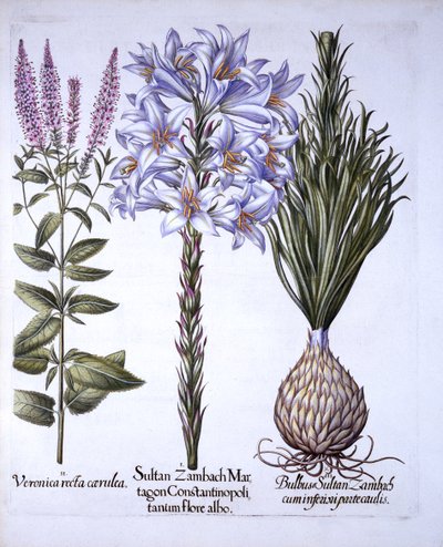 Sultan Zambach Zambak ve Ampul, Veronica, Hortus Eystettensis