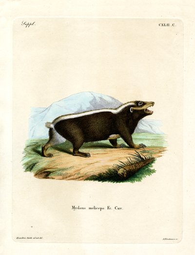 Sunda Stink Badger (renkli gravür) by German School