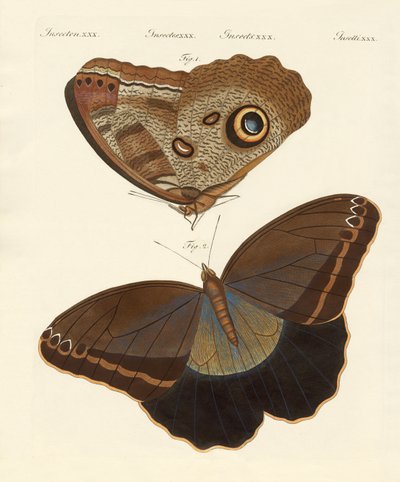 Surinam kelebekleri by German School