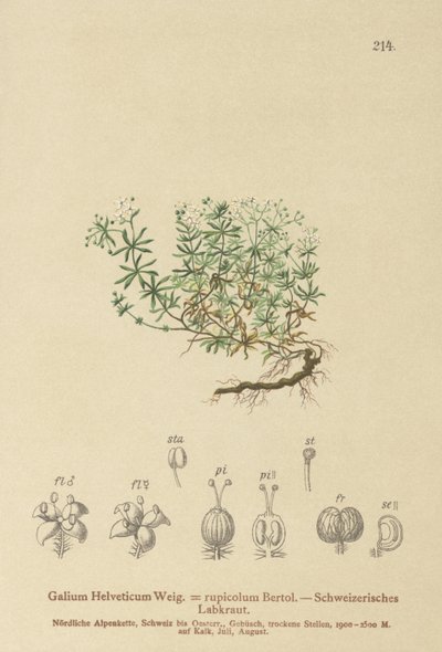 İsviçre Bedstraw (İsviçre Galium, Galium rupicolum, Galium megalospermum) by German School