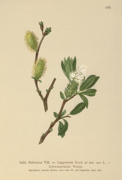 İsviçre Söğüt (Salix Helvetica, Salix Lapponum) by German School