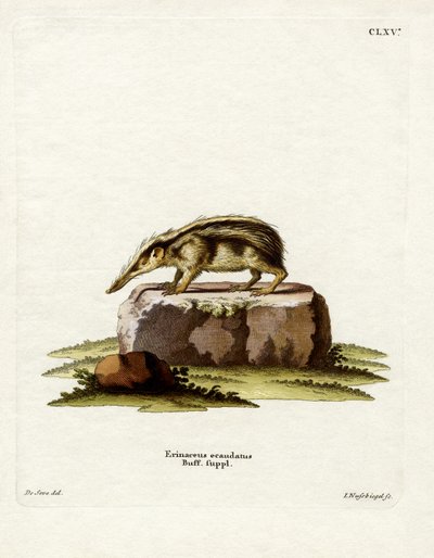 Kuyruksuz Tenrec (renkli gravür) by German School