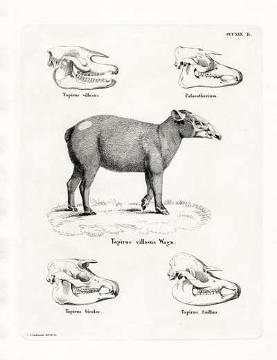 Tapir Kafatasları (renkli gravür) by German School