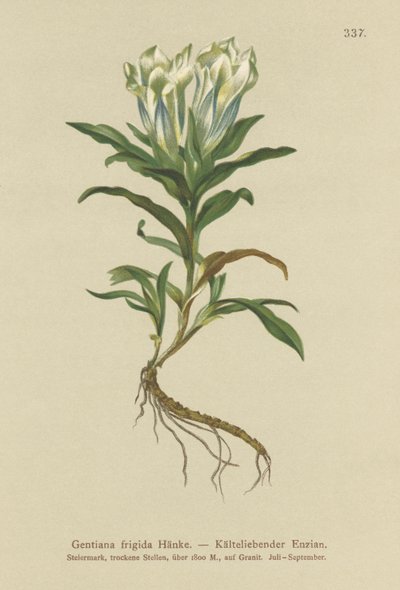 Tauern Gentian (Gentiana frigidum) by German School