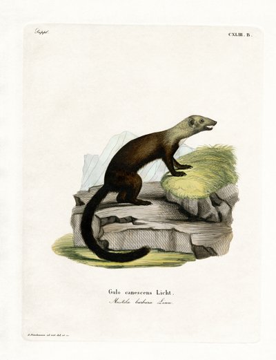 Tayra (renkli gravür) by German School