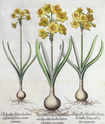 Tazetta Narcissi, from Hortus Eystettensis Basil Besler (1561-1629), yayın. 1613 (el renkli gravür) by German School