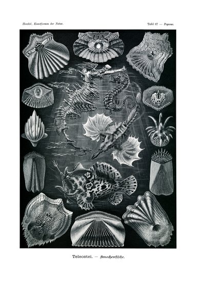 Teleostei, 1899-1904 by German School