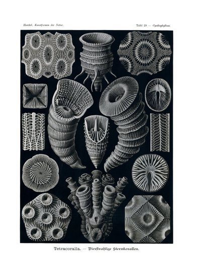 Tetracoralla, 1899-1904 by German School